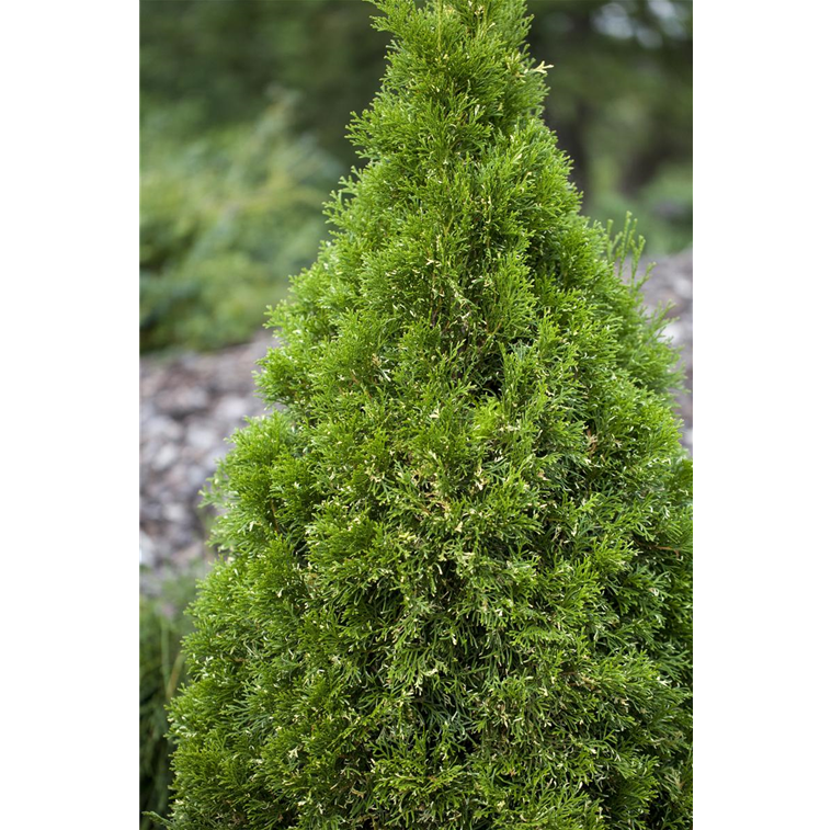 Thuja Occidentalis Abendl ndischer Lebensbaum Gartencenter Selbach thuja-occidentalis-abendl-ndischer-lebensbaum-gartencenter-selbach
