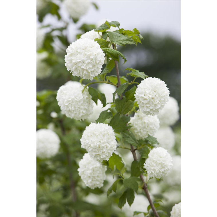 gemeiner-schneeball-viburnum-opulus-gartencenter-selbach