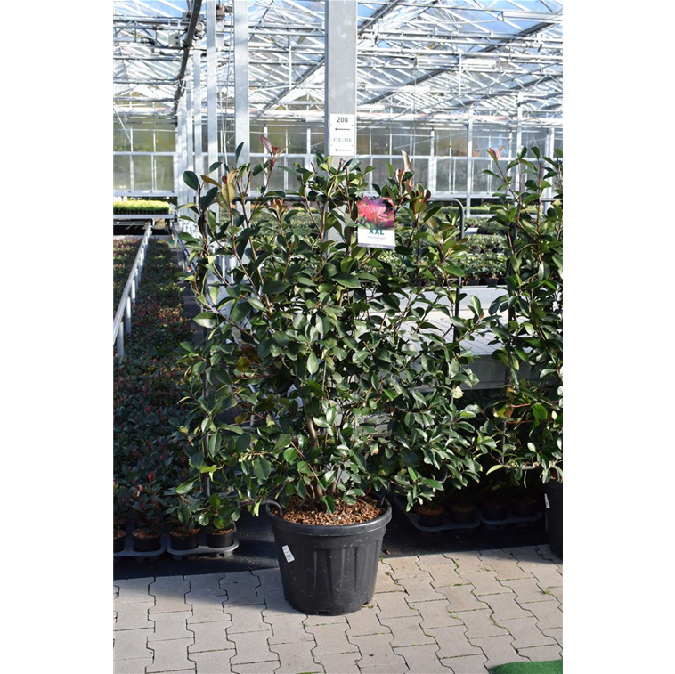 Glanzmispel, Photinia fraseri Gartencenter Selbach
