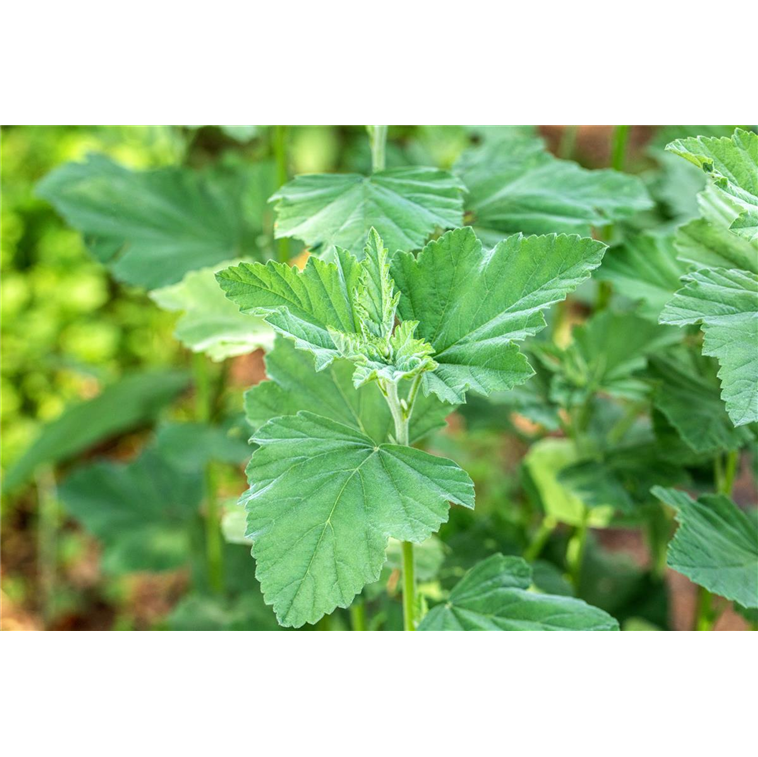Echter Apotheker-Eibisch, Althaea officinalis - Gartencenter Selbach