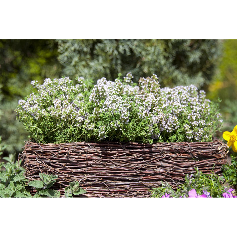 Shop Thymian Deutscher Winter Thymus Vulgaris Samen