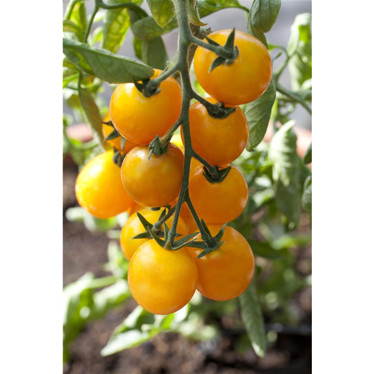 Solanum lycopersicum var. cerasiforme 'Yellow Cherry' 