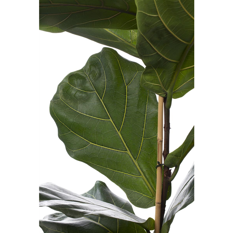 Geigenfeige, Ficus lyrata Gartencenter Selbach