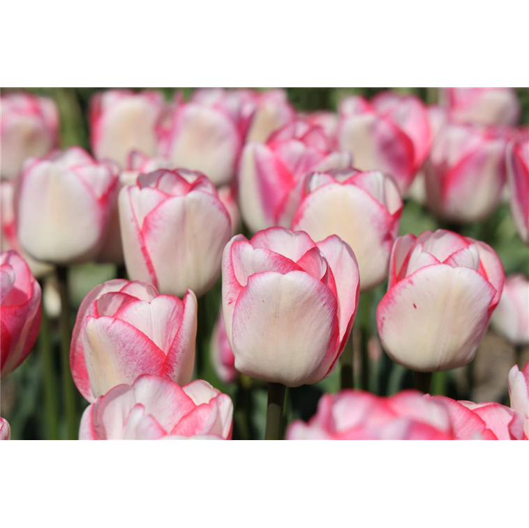 Tulipa 'Chamäleon" rosaweiß, Tulpe 'Chamäleon" Hugs & Kisses