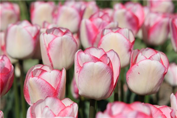 Tulipa 'Chamäleon" rosa-weiß