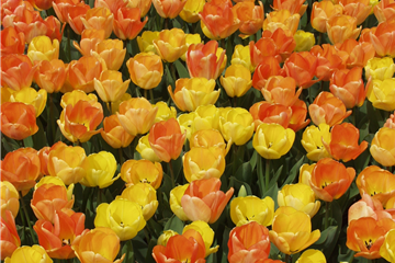 Tulipa 'Chamäleon" gelb-orange