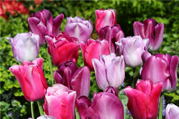Tulipa 'Chamäleon" weiß - violett