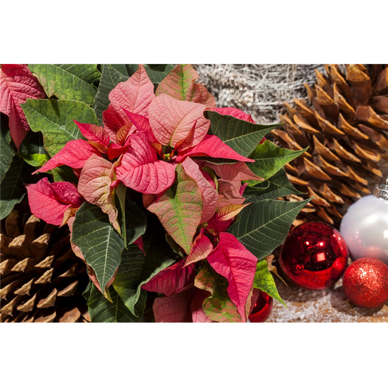 Euphorbia pulcherrima, Weihnachtsstern - Gartencenter Selbach