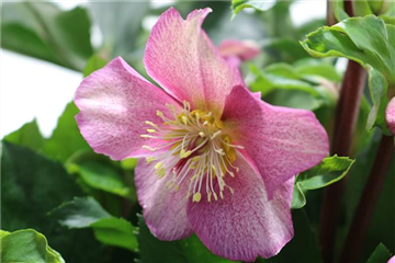 Helleborus 'Gold Collection'® Frosted Rose