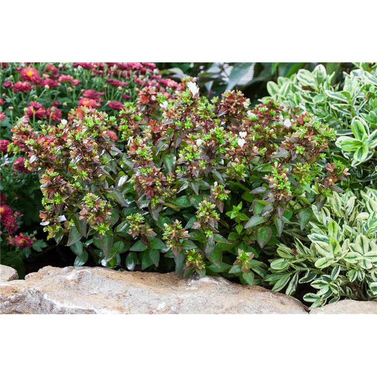 Abelia, Abelie Gartencenter Selbach