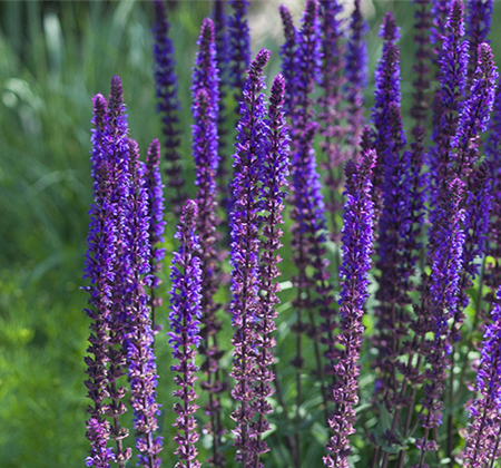  Insektenfreundlicher Ziergarten 