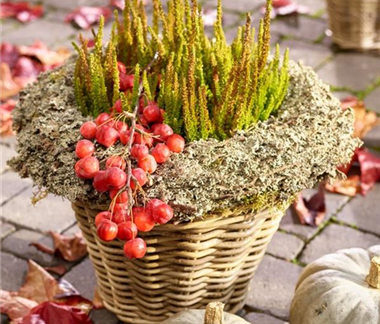 Gräser, Kürbisse & Co.