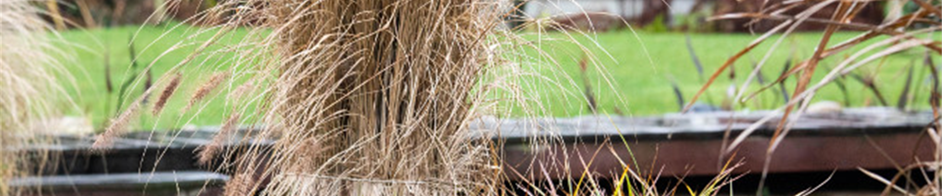 GS_Gräser_669466_Wintervorbereitung - gebundene Gräser.jpg