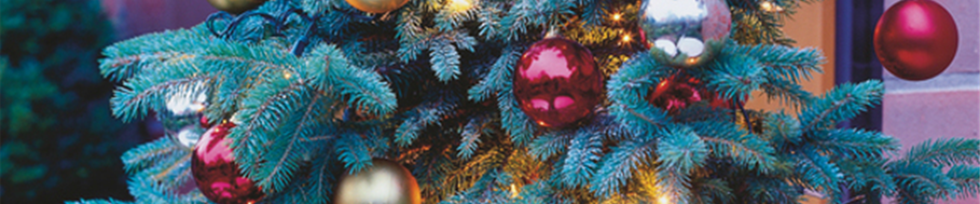 GS_650x650_Stimmungsbild Weihnachten_49593_SAGAFLOR_AG_Web_unbekannt.jpg