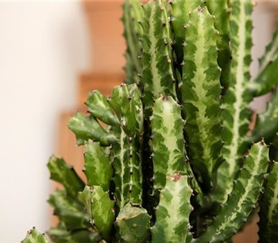 Zimmerpflanzen im März