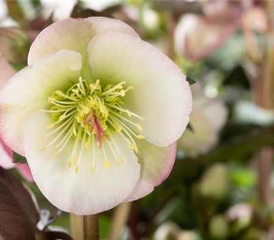 Terrasse & Balkon im Januar