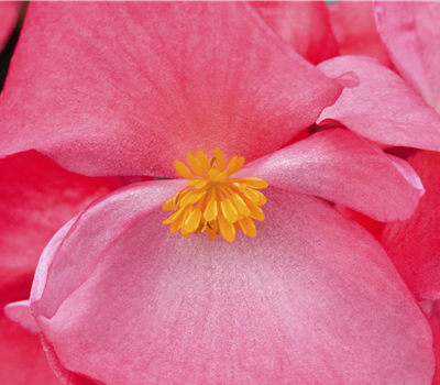 Zimmerpflanzen im Mai