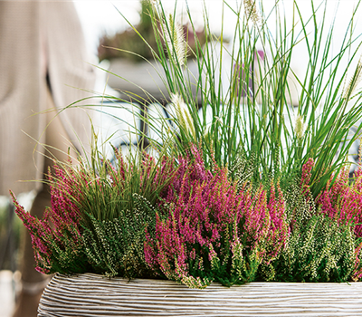 Allgemeine Gartenarbeit im September