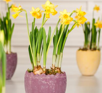 Garten-Trompeten-Narzisse