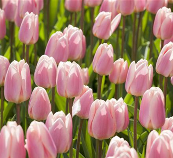 Tulipa Darwin Hybride