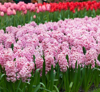 Hyazinthe 'Fondant' Hyazinthe 'Fondant'