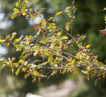 Eingriffeliger Weißdorn Eingriffeliger Weißdorn