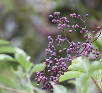 Schwarzer Holunder Schwarzer Holunder