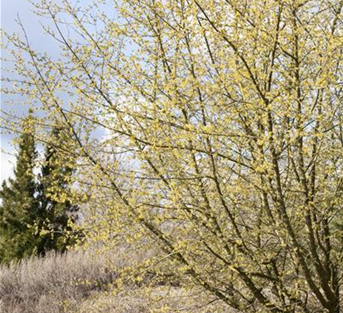 Kornelkirsche Kornelkirsche