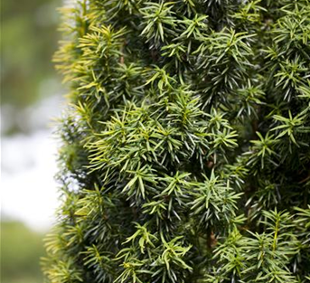 Heimische Eibe Heimische Eibe