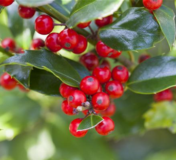 Stechpalme 'Alaska' Stechpalme 'Alaska'