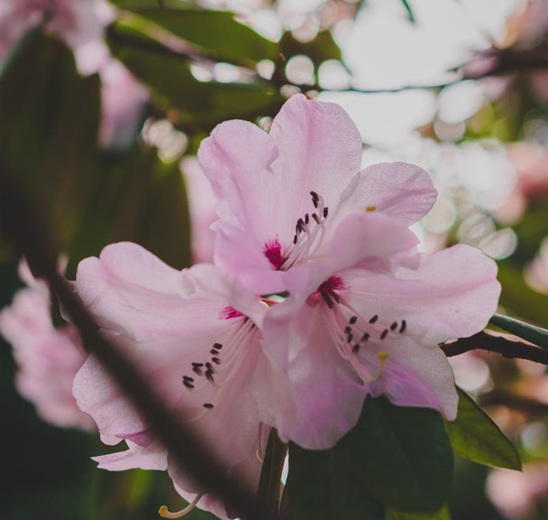 Baumschule & Stauden