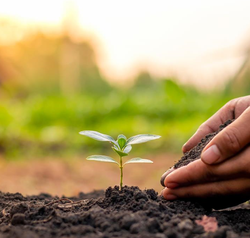 Dünger & Düngemittel