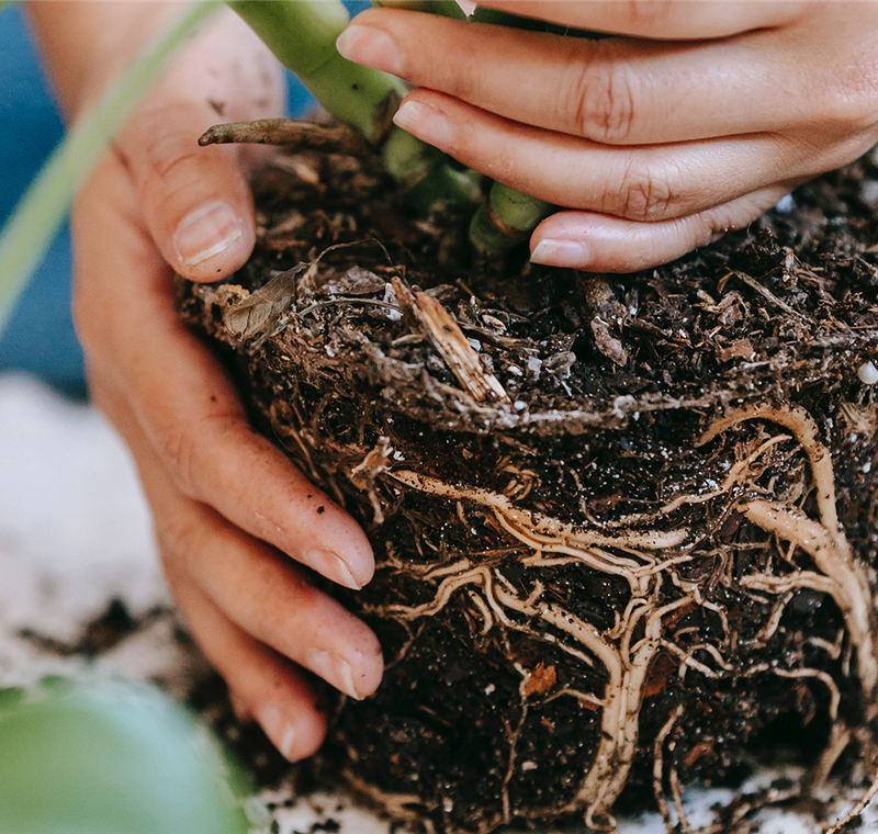 Garten- und Pflanzservice