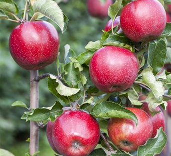 Apfel 'Florina' Apfel 'Florina'