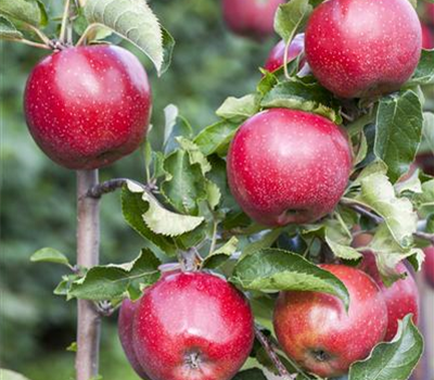 Apfel 'Florina'