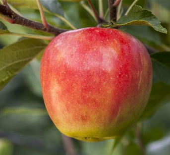 Apfel 'Santana'® Apfel 'Santana'®