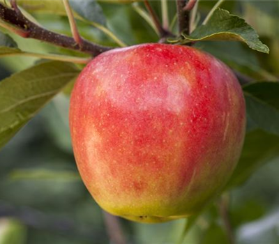 Apfel 'Santana'®