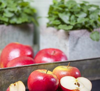 Winterapfel 'Topaz' Winterapfel 'Topaz'