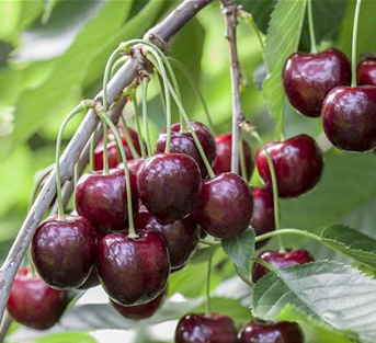 Süßkirsche 'Sunburst' Süßkirsche 'Sunburst'