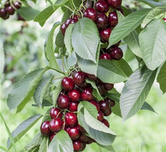 Süßkirsche 'Lapins' Süßkirsche 'Lapins'