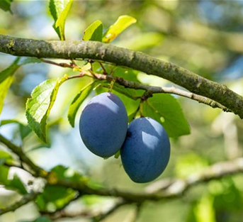 Hauszwetschge 'Hanita - Katinka' Hauszwetschge 'Hanita - Katinka'