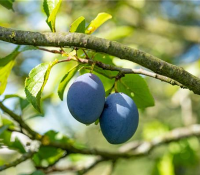 Hauszwetschge 'Hanita - Katinka'