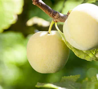 Mirabellenaprikose 'Aprimira' Mirabellenaprikose 'Aprimira'