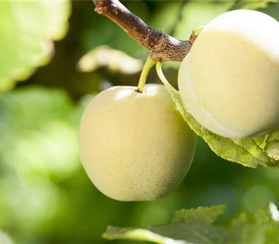 Mirabellenaprikose 'Aprimira'