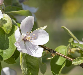 Portugiesische Birnenquitte Portugiesische Birnenquitte