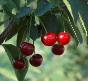 Duo-Sauerkirsche 'Morina - Jade®' Duo-Sauerkirsche 'Morina - Jade®'