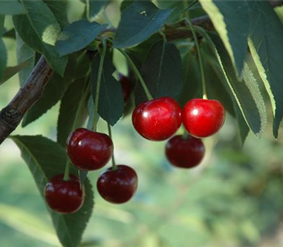 Duo-Sauerkirsche 'Morina - Jade®'