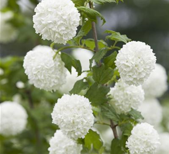 Gemeiner Schneeball Gemeiner Schneeball