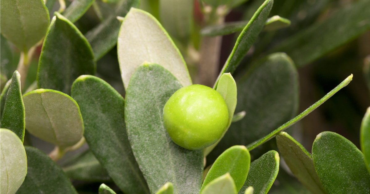 Olivenbaum, Olea europaea - Gartencenter Selbach