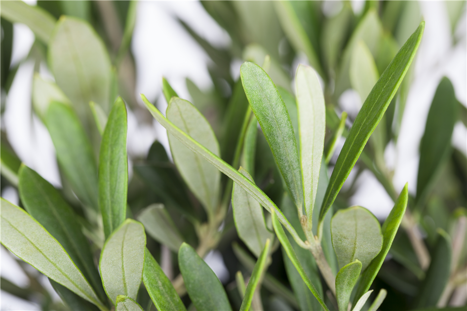 Olivenbaum, Olea europaea - Gartencenter Selbach